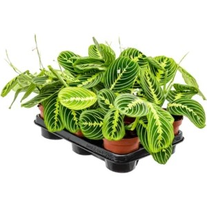 Maranta Lemon Lime Plant 4 Inch Pot Indoor Plant