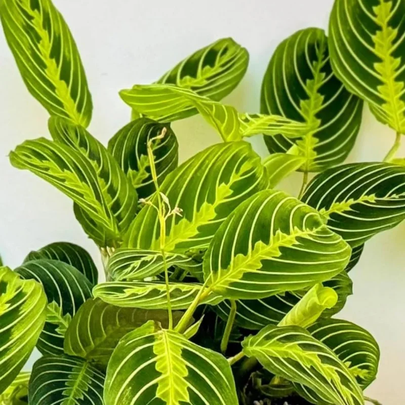 Maranta Lemon Lime Plant 4 Inch Pot Indoor Plant
