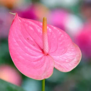 Pink Anthurium Plant - 4 Inch Potted Flower - Tropical Beauty