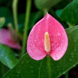 Pink Anthurium Plant - 4 Inch Potted Flower - Tropical Beauty