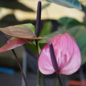 Pink Anthurium Plant - 4 Inch Potted Flower - Tropical Beauty