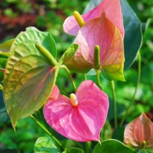 Pink Anthurium Plant - 4 Inch Potted Flower - Tropical Beauty