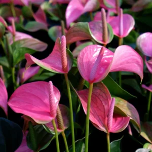 Pink Anthurium Plant - 4 Inch Potted Flower - Tropical Beauty