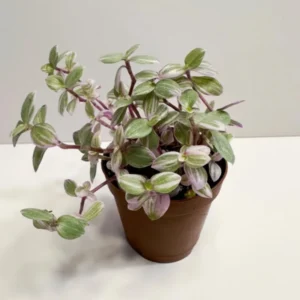 Pink Tradescantia Turtle Vine Plant - Callisia Repens Creeping - 2 inch Pot