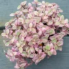 Pink Tradescantia Plant - Callisia Repens Creeping Turtle Vine 6" Pot