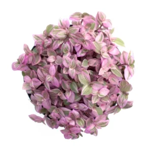 Pink Tradescantia Plant - Callisia Repens Creeping Turtle Vine 6