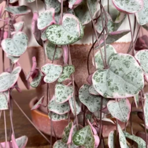 Tradescantia Nanouk Pink Wandering Jew Plant - 2 inch Pot - Vibrant Colors