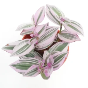 Tradescantia Nanouk Pink Wandering Jew Plant - 2 inch Pot - Vibrant Colors