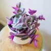 Tradescantia Nanouk Pink Wandering Jew Plant - 2 inch Pot - Vibrant Colors