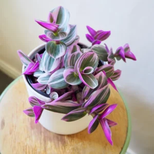 Tradescantia Nanouk Pink Wandering Jew Plant - 2 inch Pot - Vibrant Colors