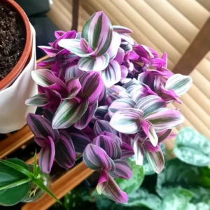 Pink Wandering Jew Tradescantia Nanouk - 4 Inch Potted Plant