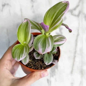 Tradescantia Nanouk Pink Wandering Jew Plant - 2 inch Pot - Vibrant Colors