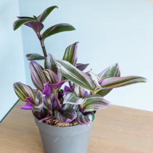 Pink Wandering Jew Tradescantia Nanouk - 4 Inch Potted Plant