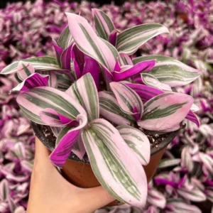 Pink Wandering Jew Tradescantia Nanouk - 4 Inch Potted Plant