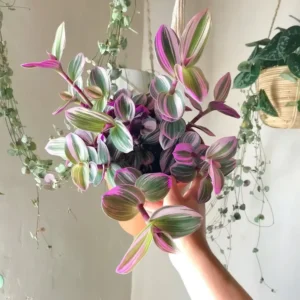 Pink Wandering Jew Tradescantia Nanouk - 4 Inch Potted Plant