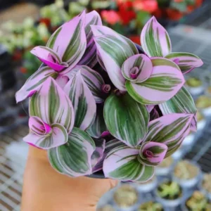 Pink Wandering Jew Tradescantia Nanouk - 4 Inch Potted Plant