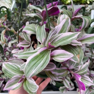 Tradescantia Nanouk Pink Wandering Jew Plant 6 Inch Pot