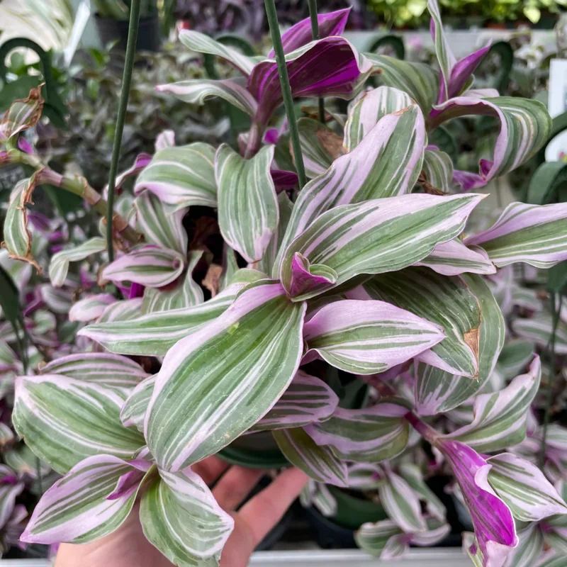 Tradescantia Nanouk Pink Wandering Jew Plant 6 Inch Pot
