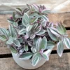 Tradescantia Nanouk Pink Wandering Jew Plant 6 Inch Pot