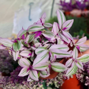 Tradescantia Nanouk Pink Wandering Jew Plant 6 Inch Pot