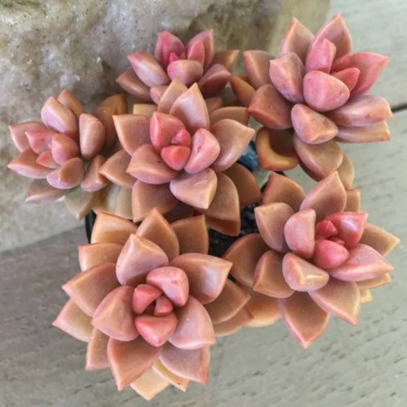 Graptosedum Alpenglow Succulent Plant - 2 Inch Pot - Rosy Glow