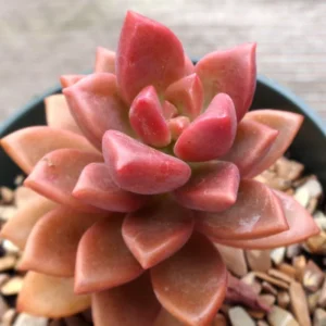 Graptosedum Alpenglow Succulent Plant - 2 Inch Pot - Rosy Glow