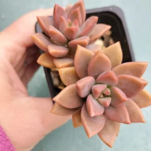 Graptosedum Alpenglow Succulent Plant - 2 Inch Pot - Rosy Glow