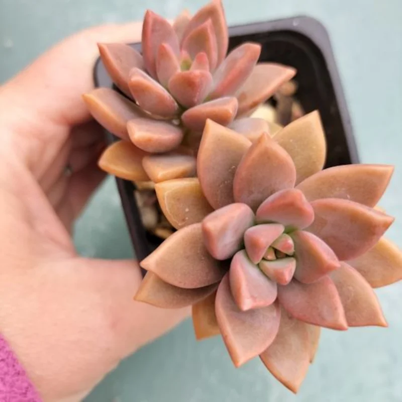 Graptosedum Alpenglow Succulent Plant - 2 Inch Pot - Rosy Glow