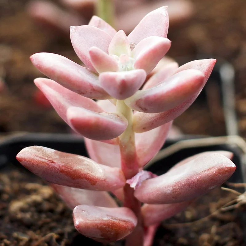 Graptosedum Alpenglow Succulent Plant - 2 Inch Pot - Rosy Glow