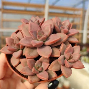 Graptosedum Alpenglow Succulent Plant - 2 Inch Pot - Rosy Glow