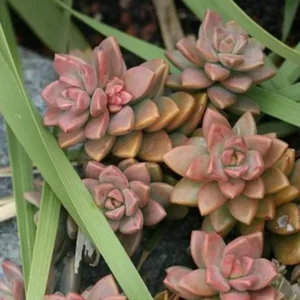 Graptosedum Alpenglow Succulent - 4 Inch Pot - Rosy Succulent