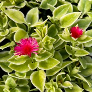 Variegated Baby Sun Rose Ice Plant - 2 Inch Pot - Succulent Groundcover