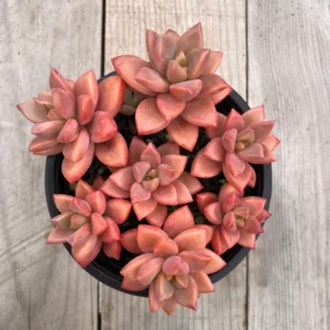 Graptosedum Alpenglow Succulent - 4 Inch Pot - Rosy Succulent