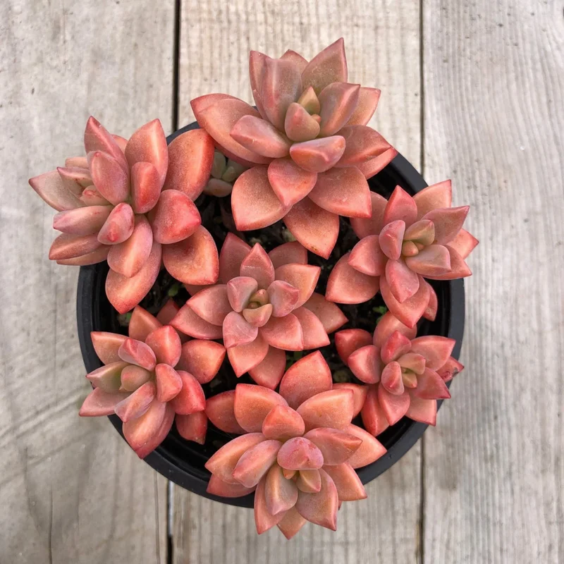Graptosedum Alpenglow Succulent - 4 Inch Pot - Rosy Succulent