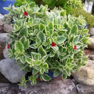 Variegated Baby Sun Rose Ice Plant - 2 Inch Pot - Succulent Groundcover