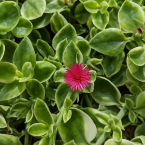 Variegated Baby Sun Rose Ice Plant - 2 Inch Pot - Succulent Groundcover