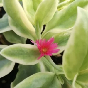 Variegated Baby Sun Rose Ice Plant 4
