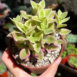Variegated Baby Sun Rose Ice Plant 4