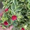 Variegated Baby Sun Rose Ice Plant 4" Pot Succulent