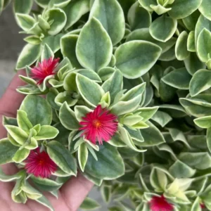 Variegated Baby Sun Rose Ice Plant 4" Pot Succulent
