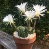 Easter Lily Cactus Plant 6-inch Pot Indoor Flowering Succulent