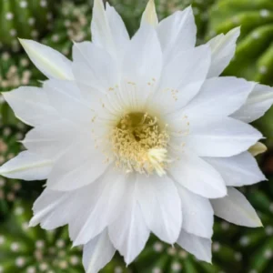 Easter Lily Cactus Plant 6-inch Pot Indoor Flowering Succulent
