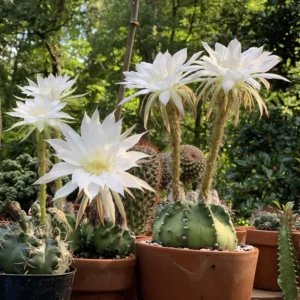 Easter Lily Cactus Plant 6-inch Pot Indoor Flowering Succulent