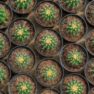 Easter Lily Cactus Plant 6-inch Pot Indoor Flowering Succulent