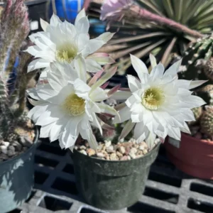 Easter Lily Cactus Plant 6-inch Pot Indoor Flowering Succulent