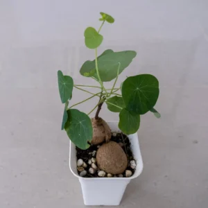 Stephania Cepharantha Caudex Plant - 4 Inch Pot - Unique Home Decor