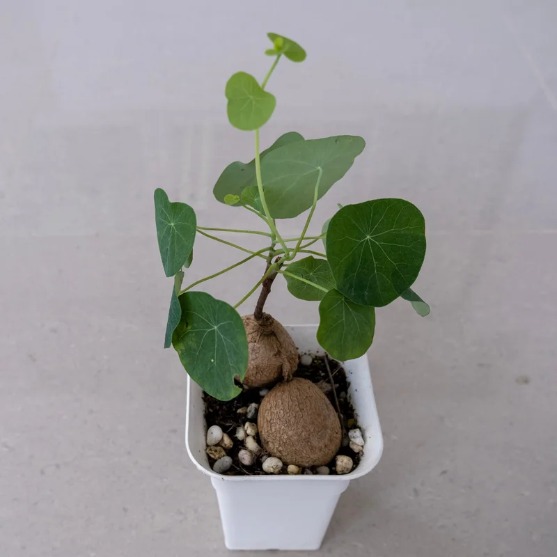 Stephania Cepharantha Caudex Plant - 4 Inch Pot - Unique Home Decor