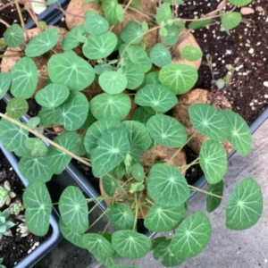 Stephania Cepharantha Caudex Plant - 4 Inch Pot - Unique Home Decor