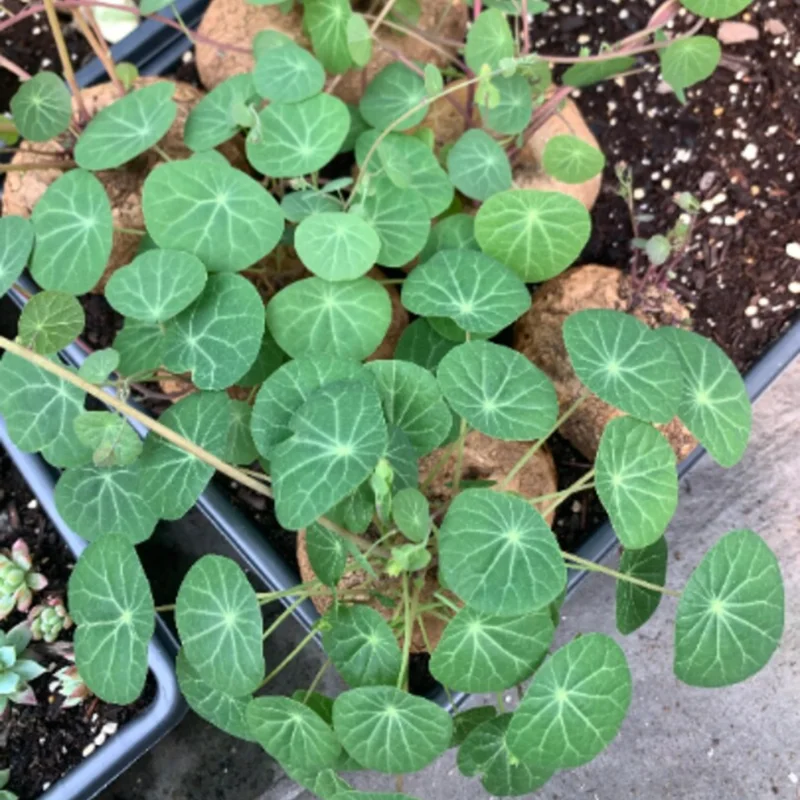 Stephania Cepharantha Caudex Plant - 4 Inch Pot - Unique Home Decor