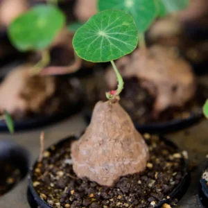 Stephania Cepharantha Caudex Plant - 4 Inch Pot - Unique Home Decor